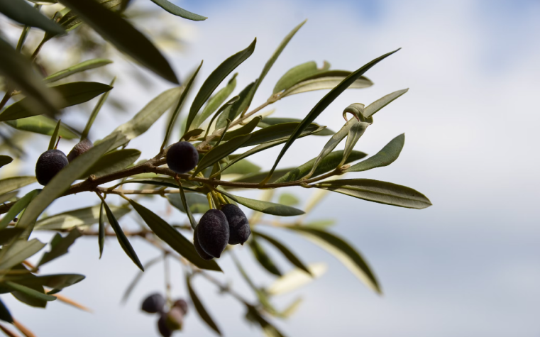 leaves